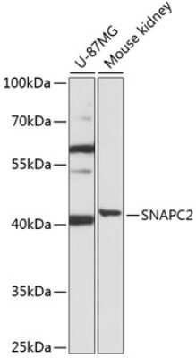 Western Blot: SNAP45 AntibodyAzide and BSA Free [NBP2-93703]